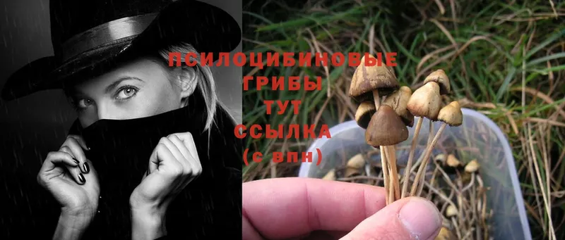 Галлюциногенные грибы Psilocybe  гидра ТОР  Боровичи 